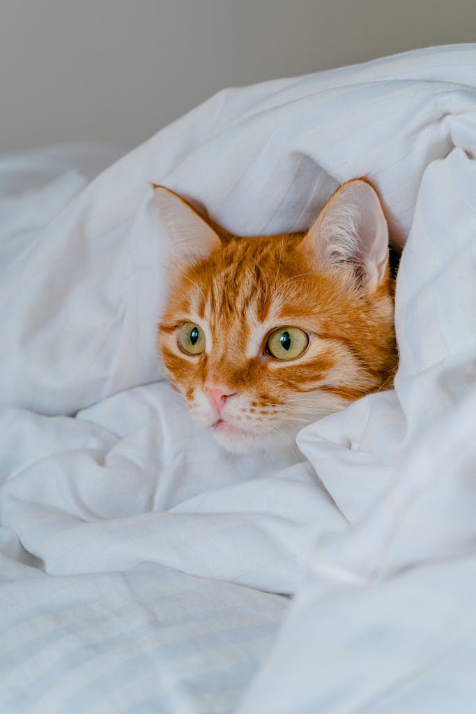 Close-up of a cute orange cat nestled in a fluffed white duvet indoors.